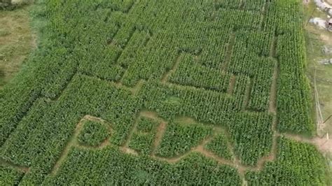 laberinto de pela|'El laberinto de Pela', en un maizal de 25.000 metros .